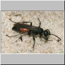 wegwespe-11mm-22-mit Spinne.jpg